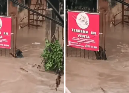 Perrito se aferra a portón en Poza Rica durante inundación
