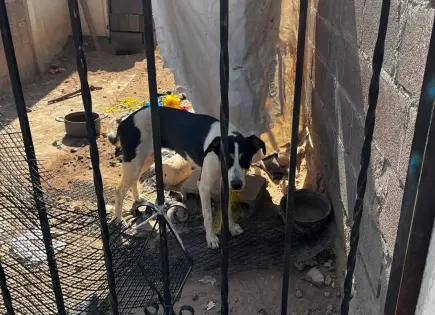 Vecinos denuncian maltrato a perros en la Morelos II
