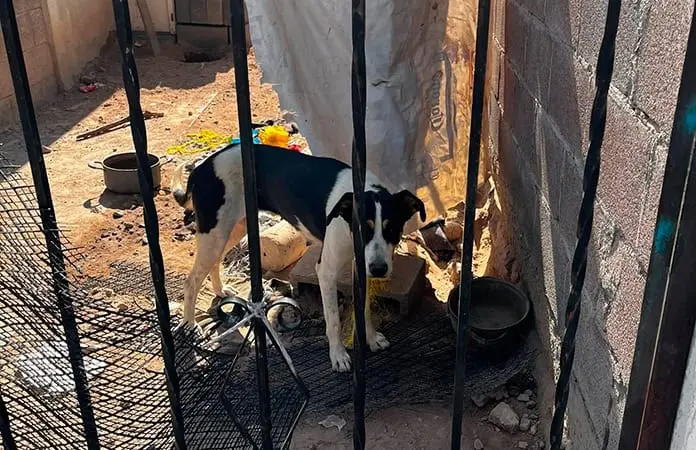 Denuncian maltrato a dos perritos