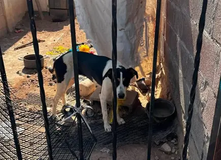 Denuncian maltrato a dos perritos