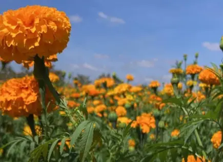 Video | Coloridas flores ya inundan Ejido en Mexquitic