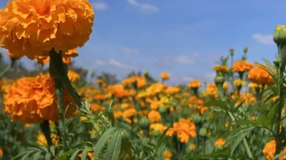 Video | Coloridas flores ya inundan Ejido en Mexquitic