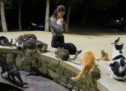 Programa de esterilización de felinos en Chipre: ¿Suficiente?