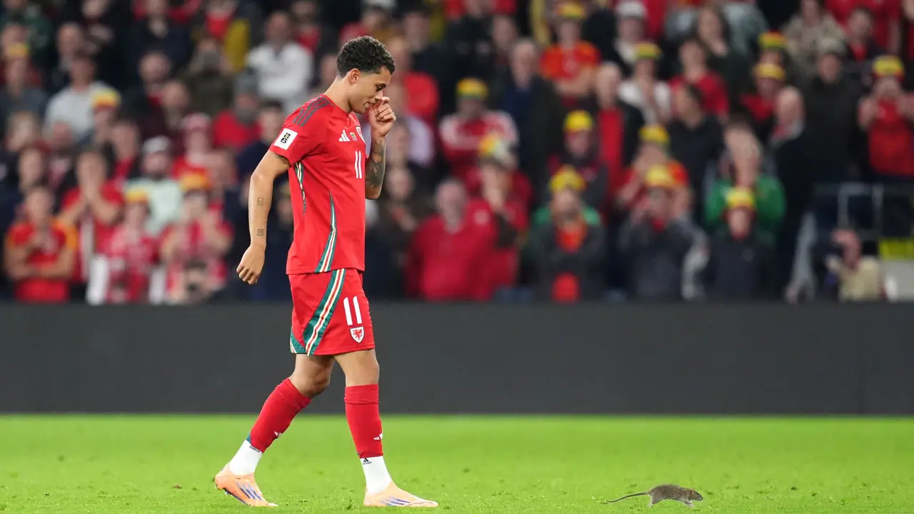 Ratón interrumpe partido entre Gales y Bélgica en clasificación para Copa del Mundo