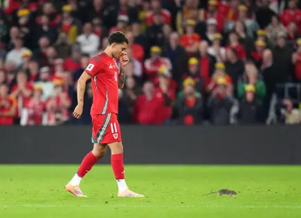 Ratón interrumpe partido entre Gales y Bélgica en clasificación para Copa del Mundo