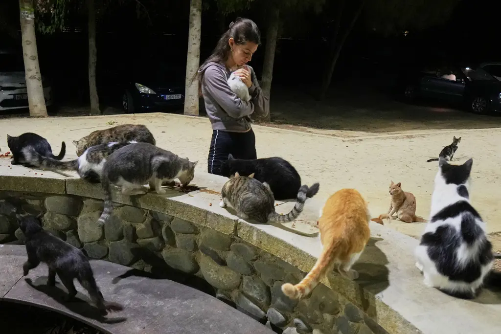 Chipre, conocida como la isla de los gatos, enfrenta una sobrepoblación de felinos