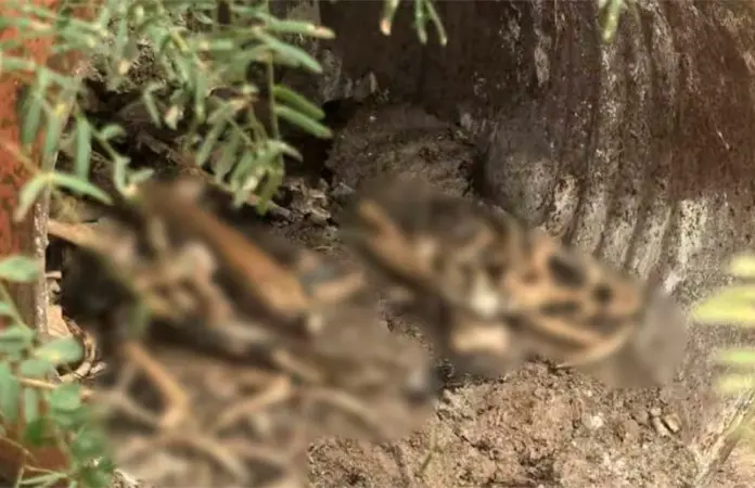 Colectivo halla campo de exterminio en Reynosa, Tamaulipas