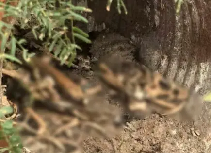 Colectivo halla campo de exterminio en Reynosa, Tamaulipas