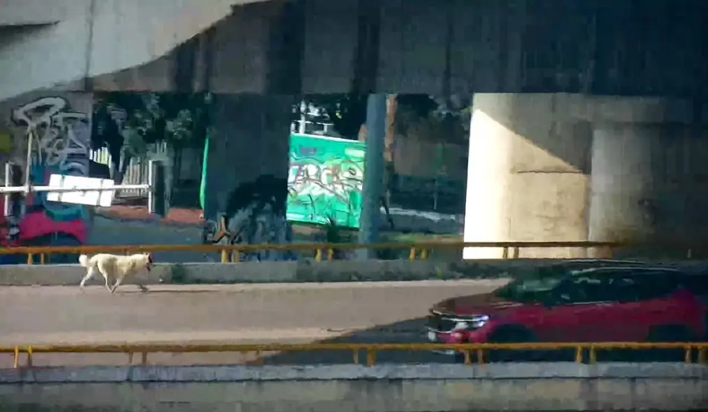 Policías viales rescatan a perrito que caminaba en el Distribuidor Juárez
