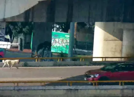 Policías viales rescatan a perrito que caminaba en el Distribuidor Juárez