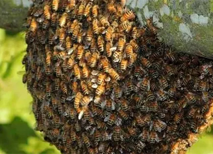 Enjambre de abejas ataca a turista menor en playa El Maviri