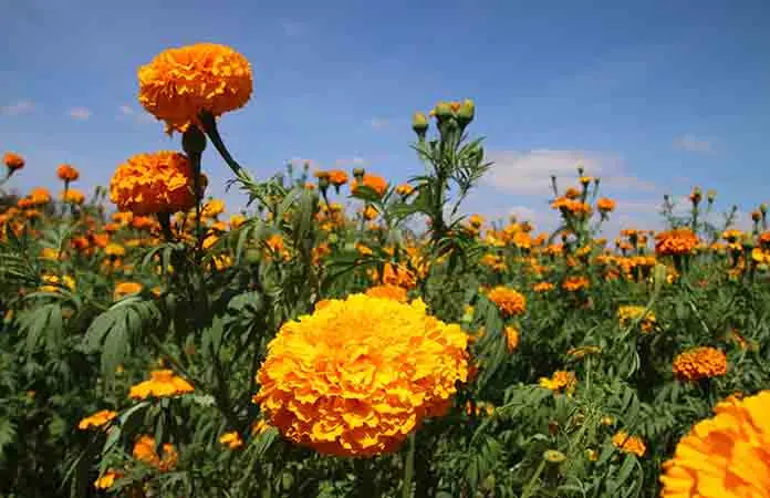 Se llena de color el campo de Las Moras