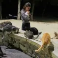 Sobrepoblación de gatos afecta isla de Chipre