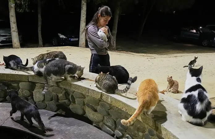 Sobrepoblación de gatos afecta isla de Chipre