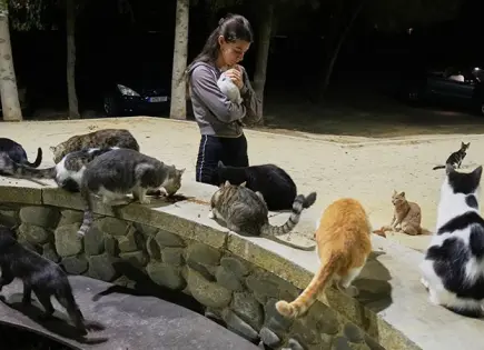Sobrepoblación de gatos afecta isla de Chipre Sobrepoblación de gatos afecta isla de Chipre