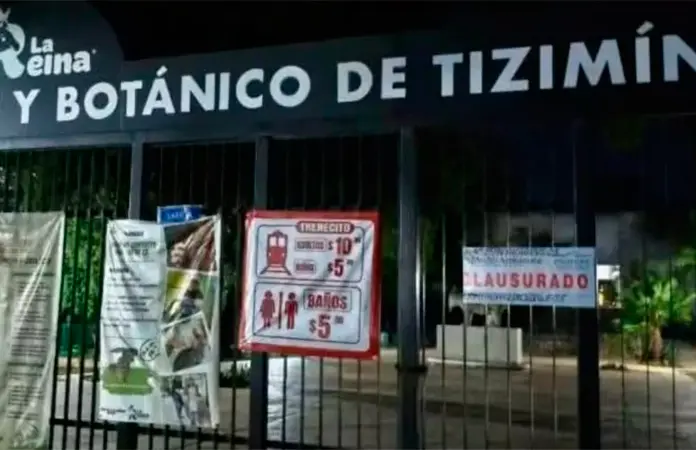 Muerte de Jaguar en Zoológico La Reina de Yucatán Desencadena Clausura Temporal