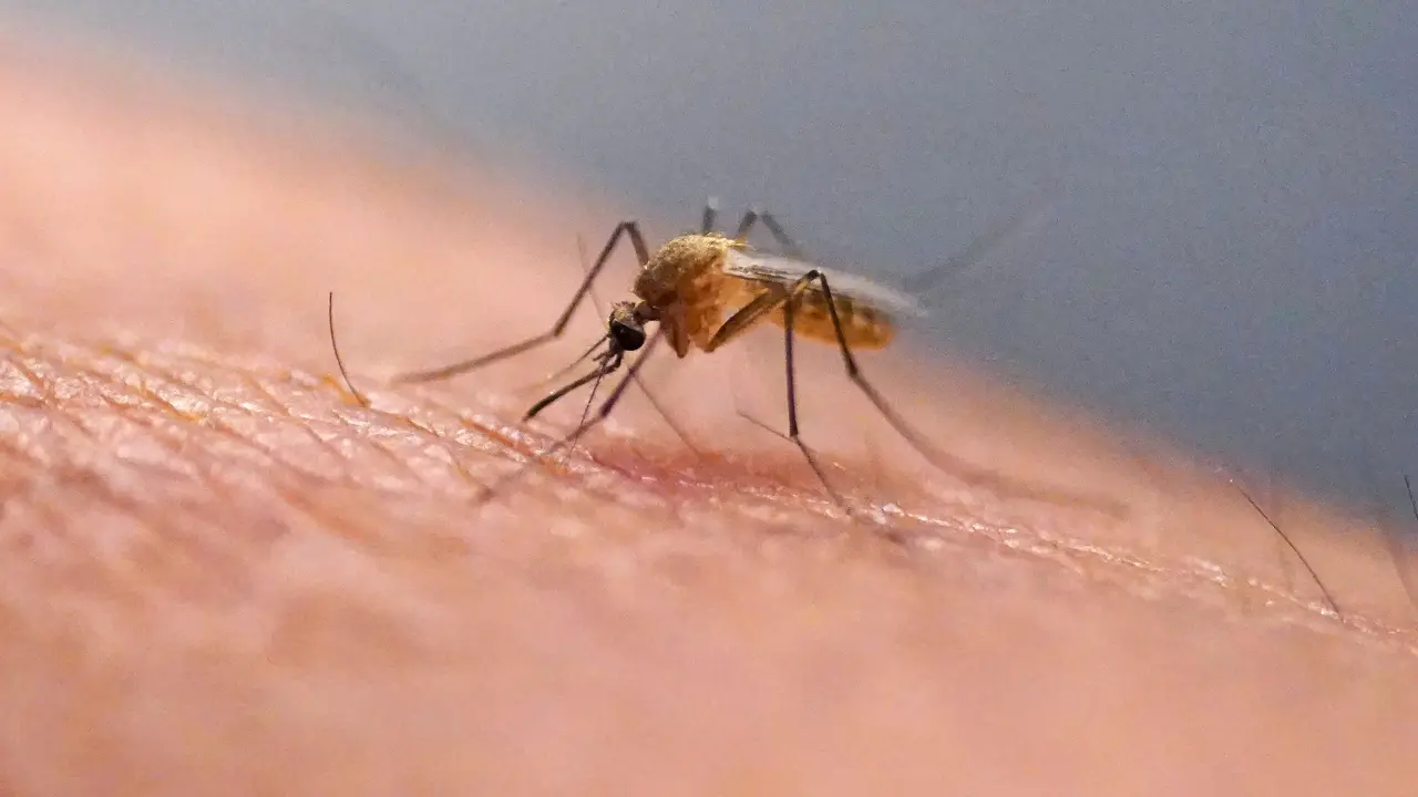 Virus Chikungunya detectado en suburbios de Nueva York