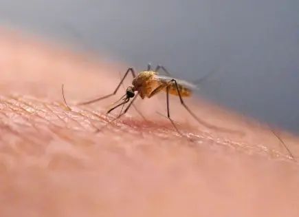 Virus Chikungunya detectado en suburbios de Nueva York