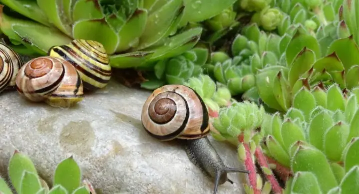 La importancia de los caracoles en el ecosistema del jardín