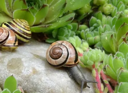 La importancia de los caracoles en el ecosistema del jardín