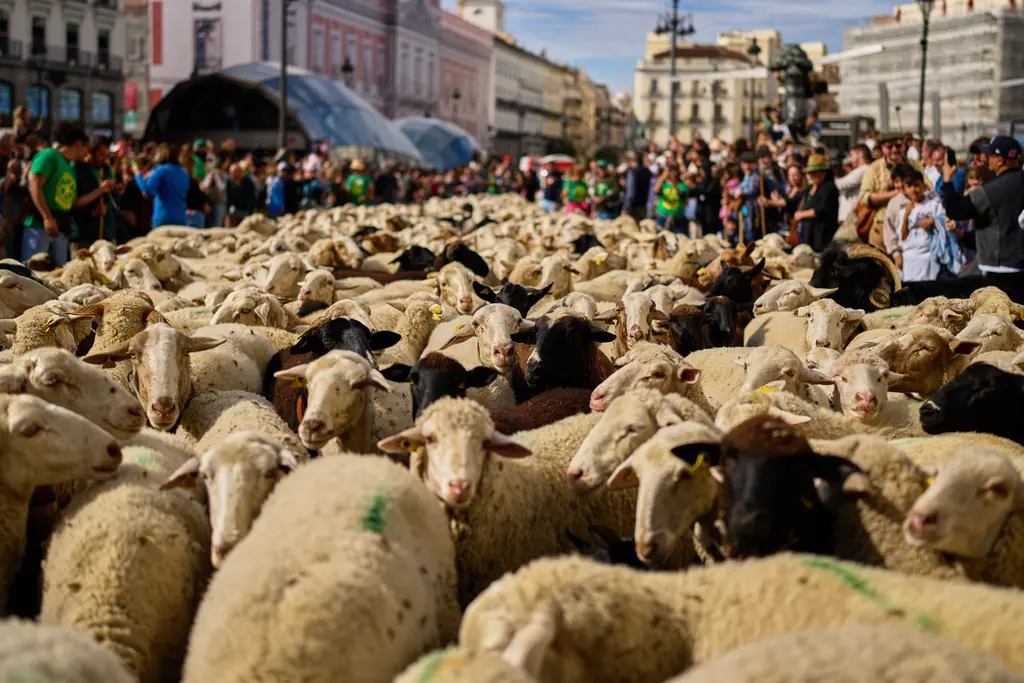 Ovejas y cabras recorren Madrid en Festival Trashumancia