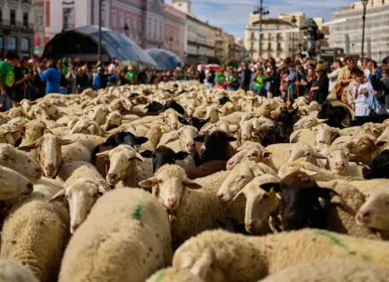 Ovejas y cabras recorren Madrid en Festival Trashumancia Ovejas y cabras recorren Madrid en Festival Trashumancia