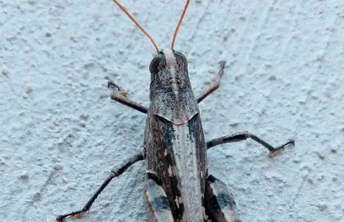 Plaga de chapulines invade la ciudad