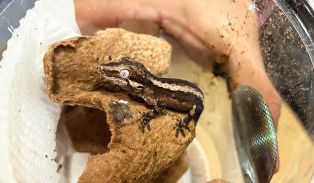 Profepa rescata nueve reptiles y arácnidos en San Luis Potosí
