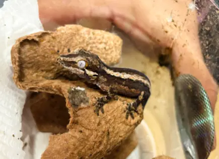 Profepa rescata nueve reptiles y arácnidos en San Luis Potosí