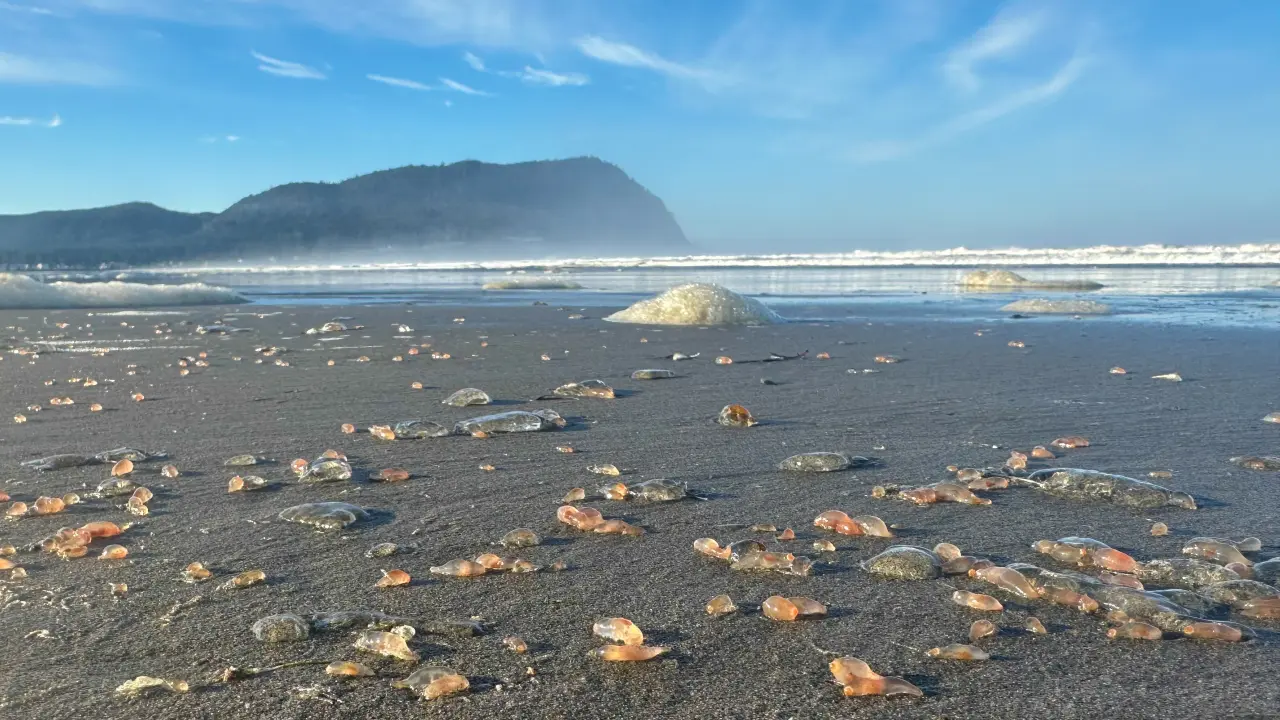 Aparición Masiva de Pepinos de Mar en Playa de Seaside, Oregon