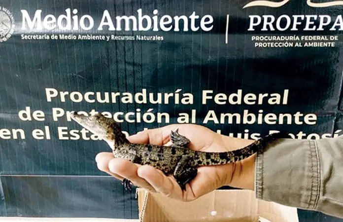 Decomisa Profepa reptiles y arañas en SL
