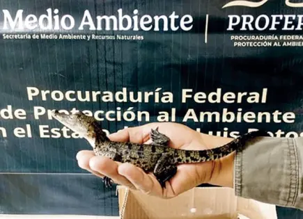 Decomisa Profepa reptiles y arañas en SL Decomisa Profepa reptiles y arañas en SL