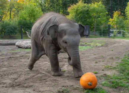 Elefantes en Oregon se divierten con calabazas gigantes