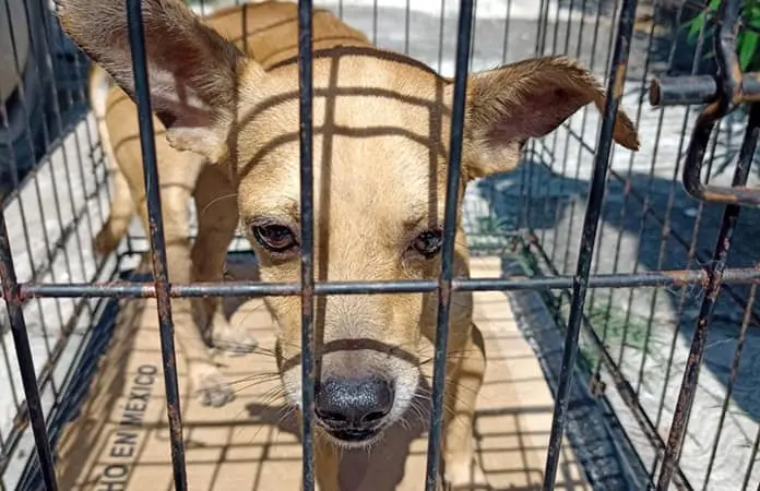 Rescatan a animales con maltrato en una vivienda