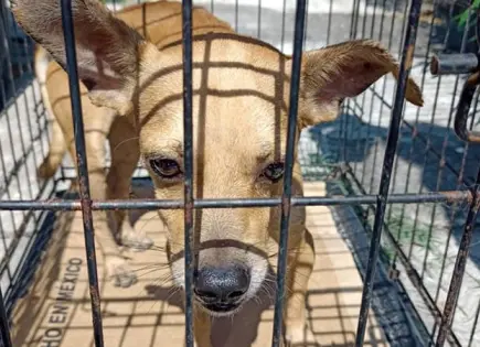 Rescatan a animales con maltrato en una vivienda