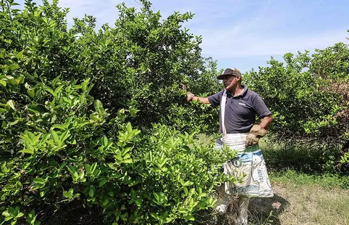 Limoneros trabajan entre luto y miedo