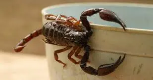 Muere niña por picadura de alacrán en preescolar; investigan autoridades Muere niña por picadura de alacrán en preescolar; investigan autoridades