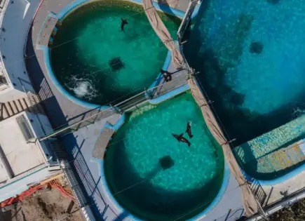 Profepa sanciona Acuario de Veracruz por maltrato animal