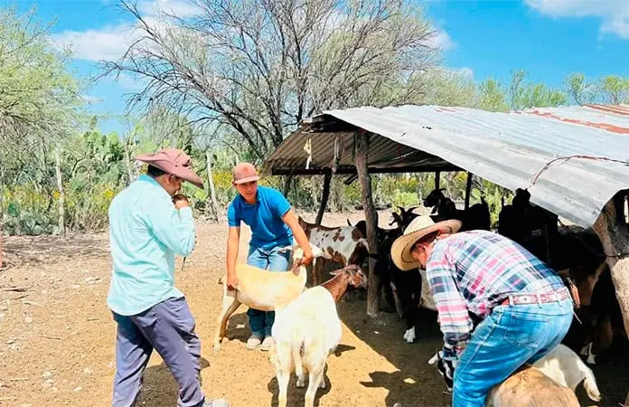 Vacunan ganado contra brucelosis