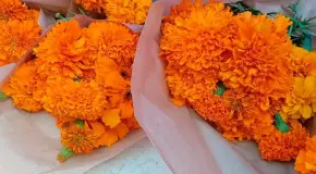 &iquest;C&oacute;mo hacer que la flor de cempas&uacute;chil dure m&aacute;s tiempo?