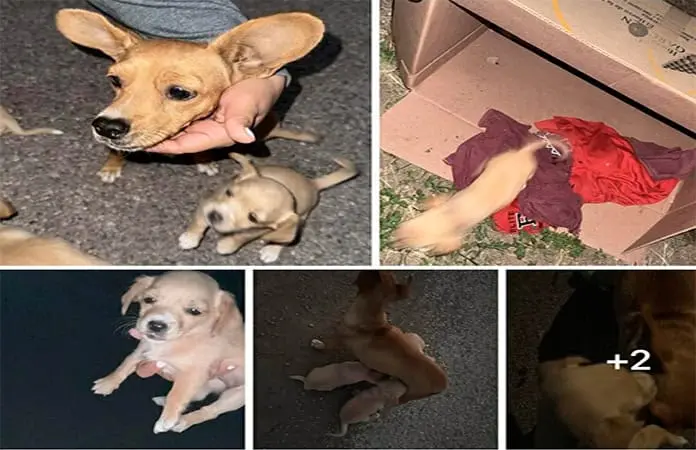 Aumenta abandono de mascotas