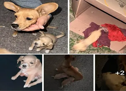 Aumenta abandono de mascotas