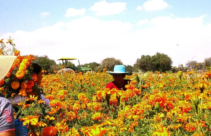 Avanza corte y la venta del cempasúchil
