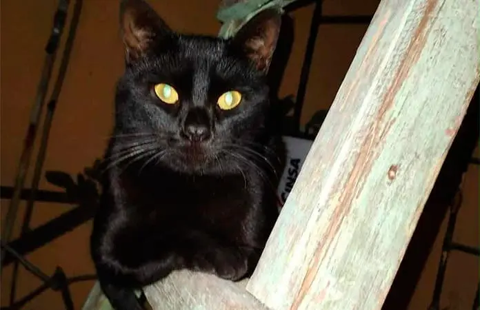 Gatos son usados para rituales de brujería: rescatista