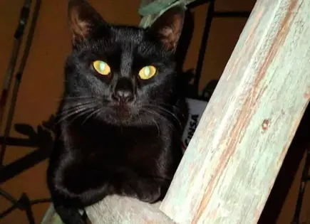 Gatos son usados para rituales de brujería: rescatista