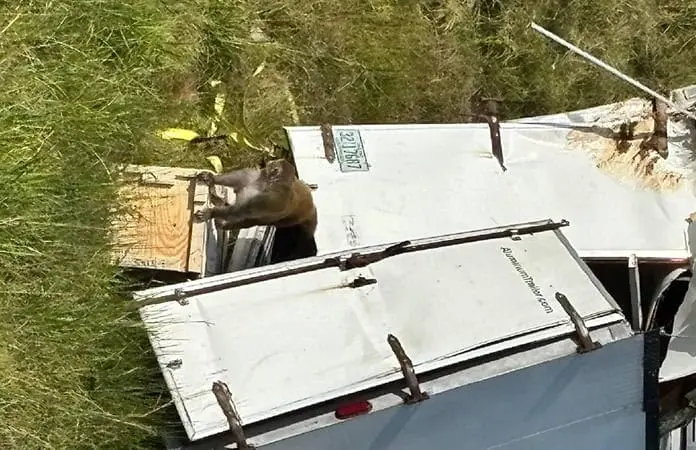 Monos “agresivos” escapan de un camión