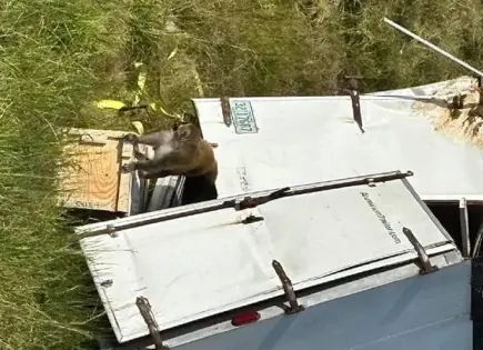 Monos "agresivos" escapan de un camión