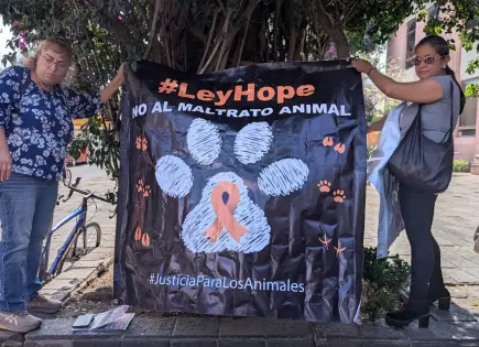 Presionan activistas por mayores penas para el maltrato animal Presionan activistas por mayores penas para el maltrato animal