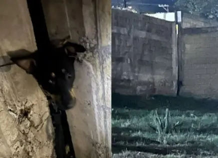 En Lomas, rescatan a perrito atorado entre bardas de baldío