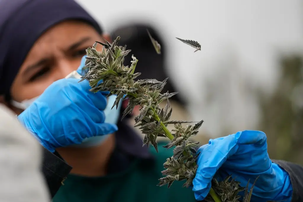 Colombia autoriza venta de flor de cannabis en farmacias para uso terapéutico
